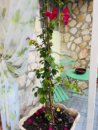 Affittacamere centro storico di Minturno