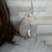 Calopsite Allevato a mano