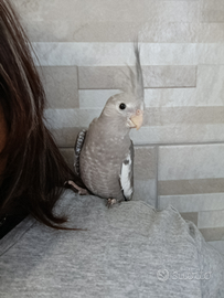 Calopsite Allevato a mano