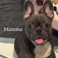 Cuccioli bulldog francese