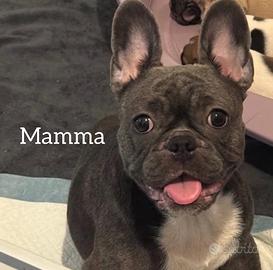 Cuccioli bulldog francese