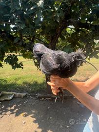Gallo cemani