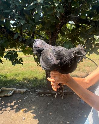 Gallo cemani