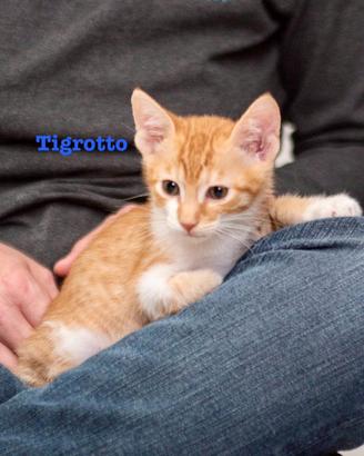 Gatti ? dolcissimi