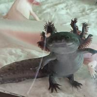 Axolotl
