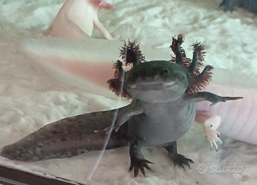 Axolotl