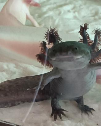 Axolotl