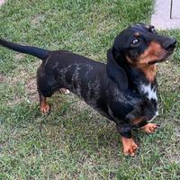 BASSOTTI NANI ARLECCHINO CON PEDIGREE E FULVO 4Kg