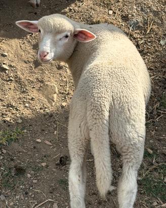 Agnello Ilde France