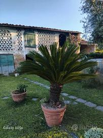 Cycas piante