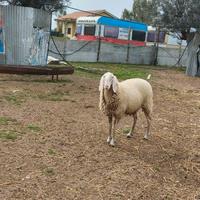 Pecora bergamasca pura