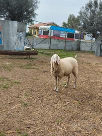 Pecora bergamasca pura