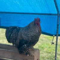 Galli olive egger e cocincina nana