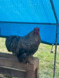 Galli olive egger e cocincina nana