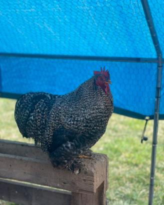 Galli olive egger e cocincina nana