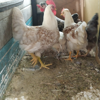 Le galline son la gioia delle bambine