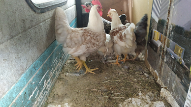 Le galline son la gioia delle bambine