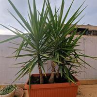 3 Cycas     1 Palma     1 Aloe Vera.