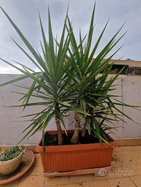 3 Cycas     1 Palma     1 Aloe Vera.