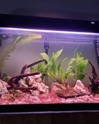 Acquario lt.100