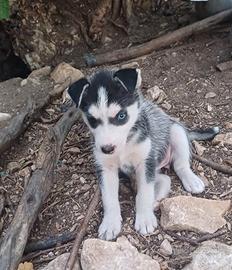 Cuccioli meticci husky