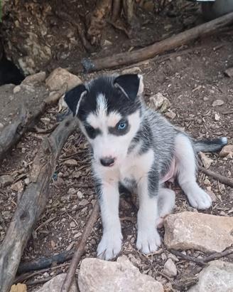 Cuccioli meticci husky