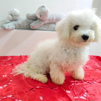 BICHON à poil FRISÉ con Pedigree ENCI FCI
