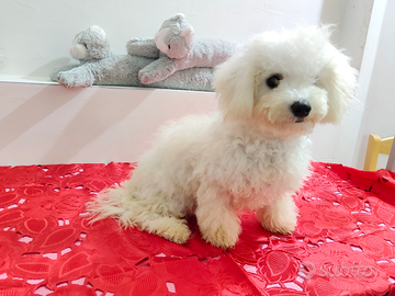 BICHON à poil FRISÉ con Pedigree ENCI FCI