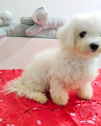 BICHON à poil FRISÉ con Pedigree ENCI FCI
