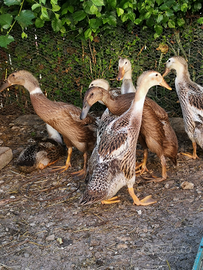 Anatre corritrici indiane