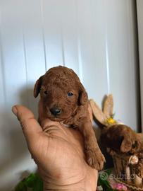 Cuccioli di maltipoo RED