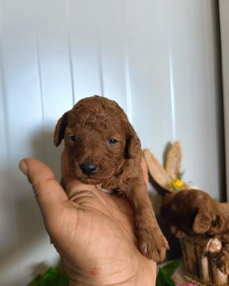 Cuccioli di maltipoo RED
