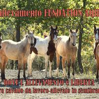 Allevamento qh paint foudation