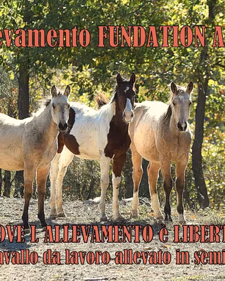 Allevamento qh paint foudation