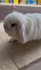 Coppia riproduttiva minilop