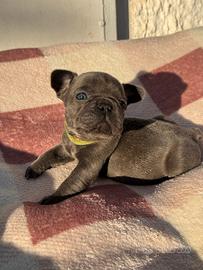 Cucciolo di bulldog francese maschio blue