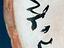 Immagine 5
