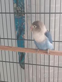 Inseparabile fischer cobalto