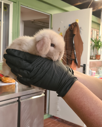 Testa di leone .ariete