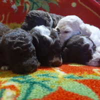 Cuccioli Lagotto romagnolo pedigree Roy Natale