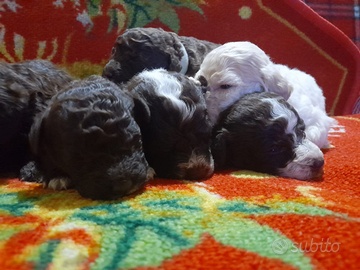 Cuccioli Lagotto romagnolo pedigree Roy Natale