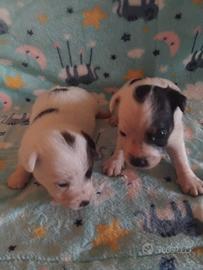 Cuccioli di Jack russell