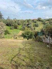 Frascati - Terreno/oliveto 1800mq con magazzino di