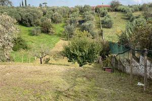 Frascati - Terreno/oliveto 1800mq con magazzino di