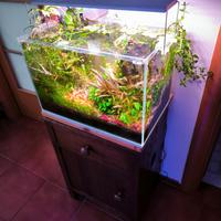 Neocaridine bloody mary