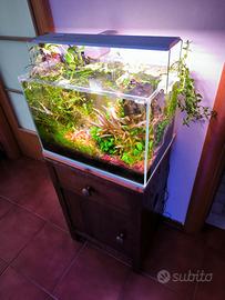 Neocaridine bloody mary