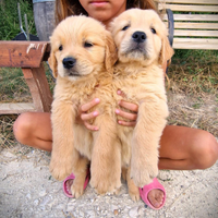 Cuccioli di Golden retriever colore miele