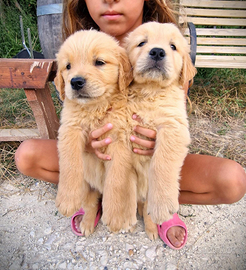 Cuccioli di Golden retriever colore miele