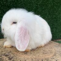 Coniglio ariete fuzzy lop