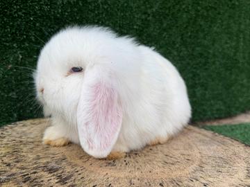 Coniglio ariete fuzzy lop